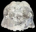 Agatized Fossil Coral (Botryoidal Chalcedony) - Florida #56084-3